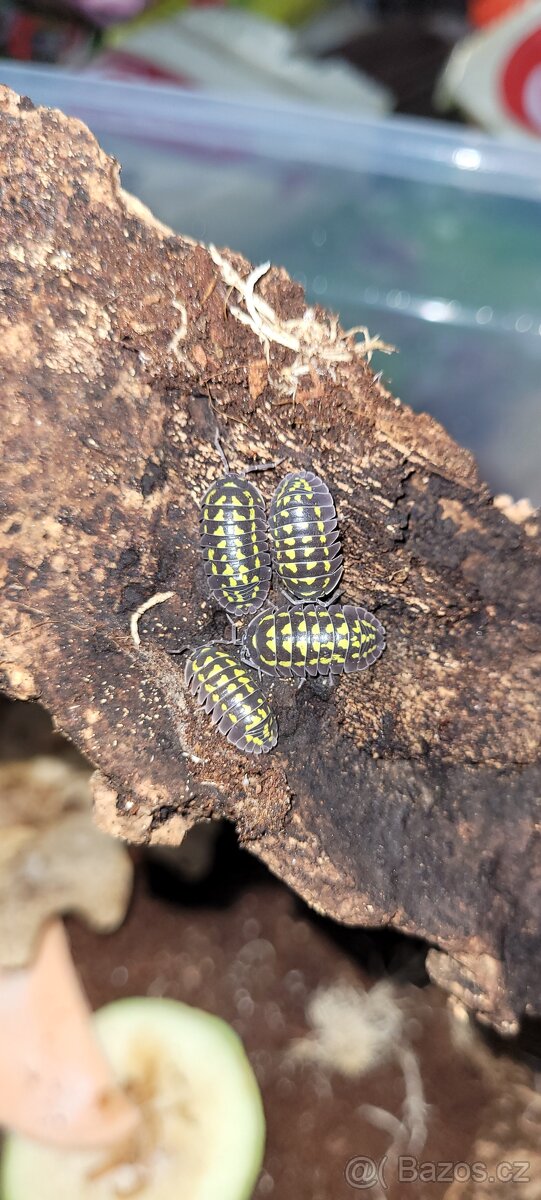 Armadillidium gestroii giant