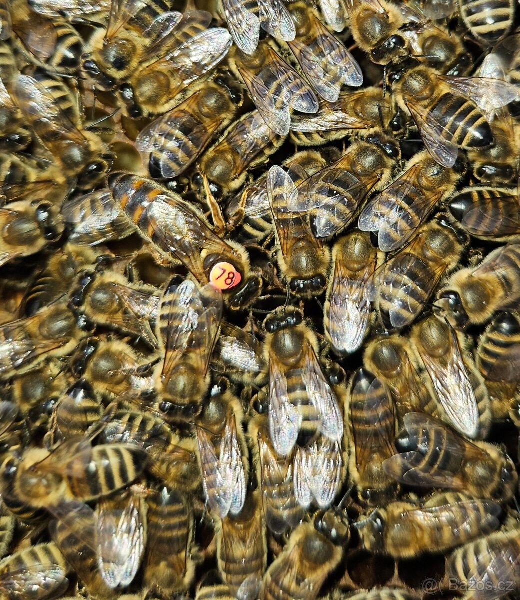přezimované včelí oddělky , včelstva , včely