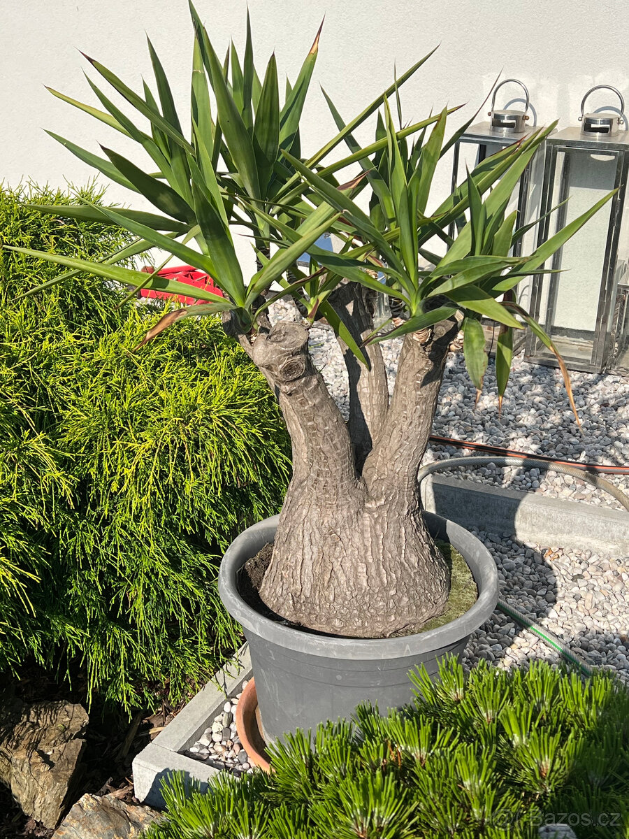 Mateční rostlina Yucca - stáří 40 let