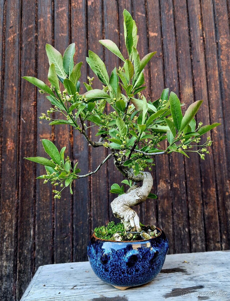 Bonsai, Bonsaj - Evonymus 1