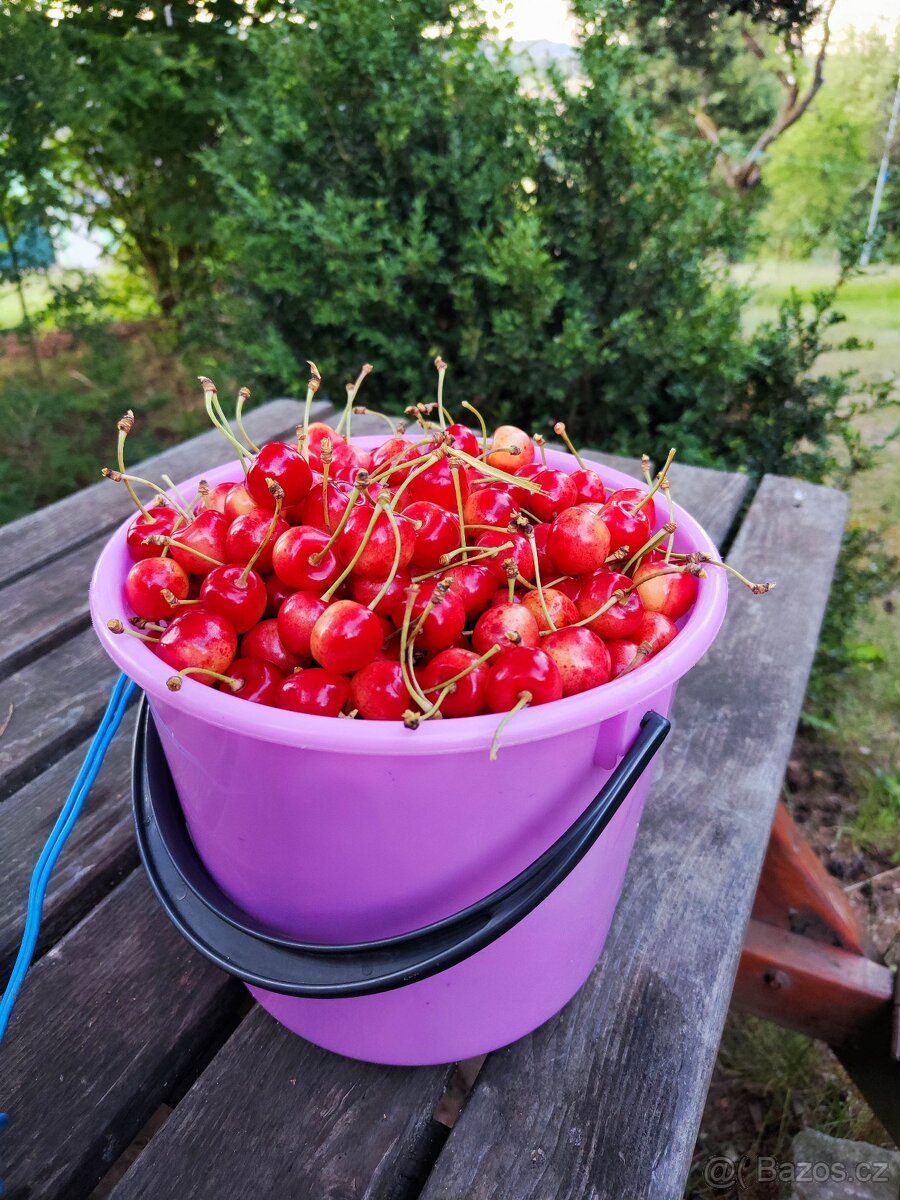 Moc dobré třešně chrupky