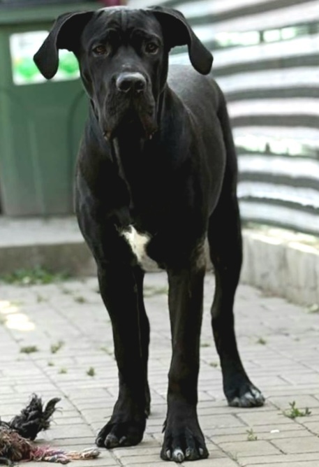 Cane corso