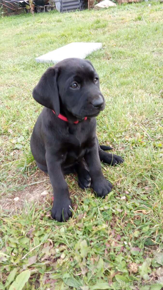 Predám krásne šteniatka labradora