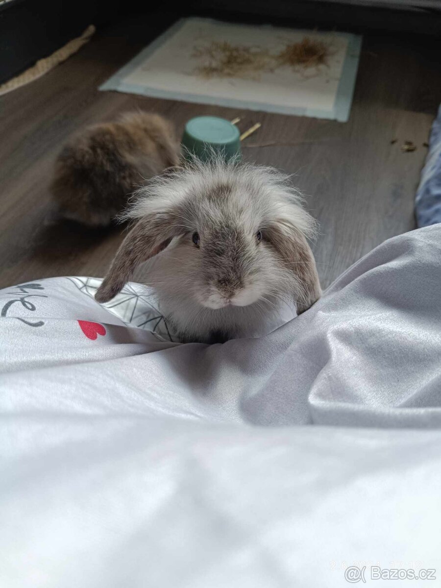 Prodám zakrslého králička beránka