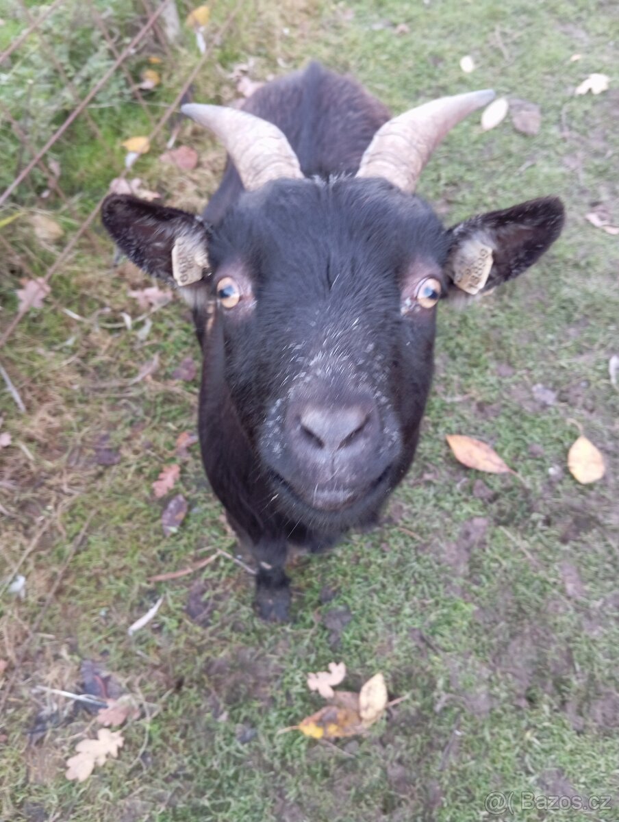 Holandska zakrslá Koza