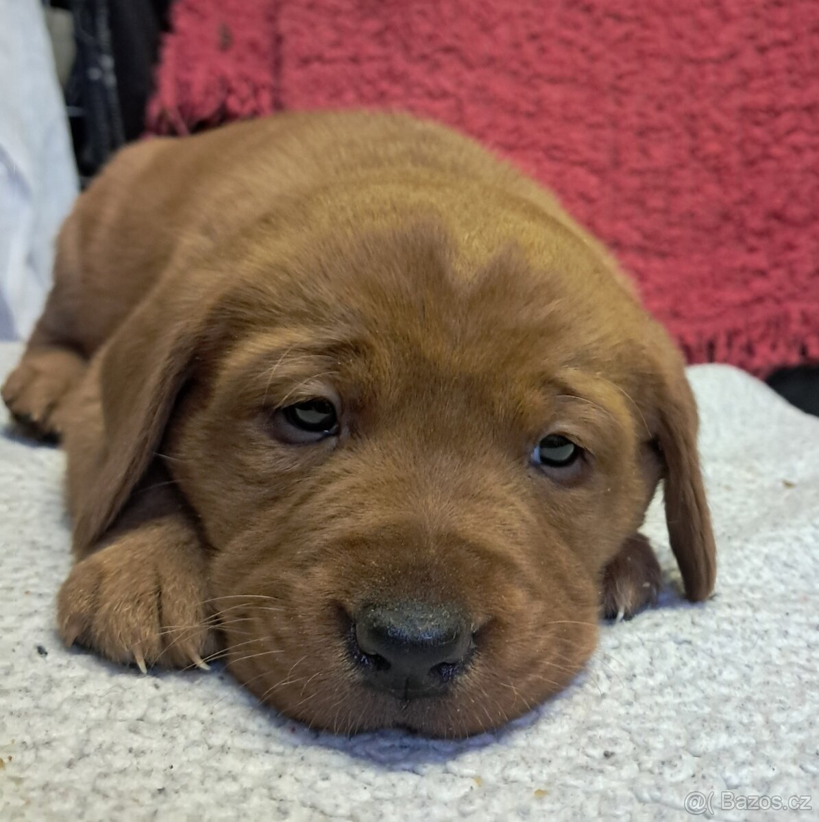 Labradorský retriever s PP