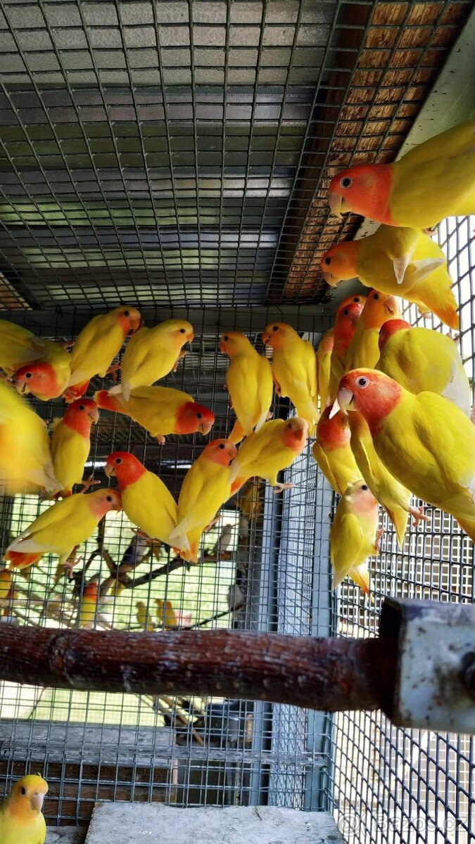 Agapornis ružohrdly