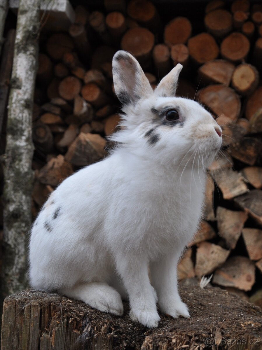 Králičí holčička