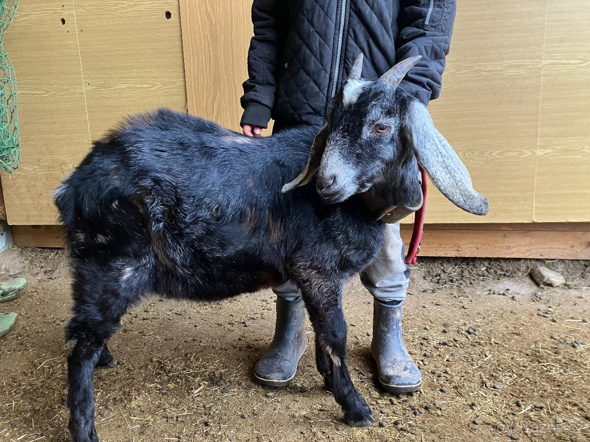 Podílový AN kozlík