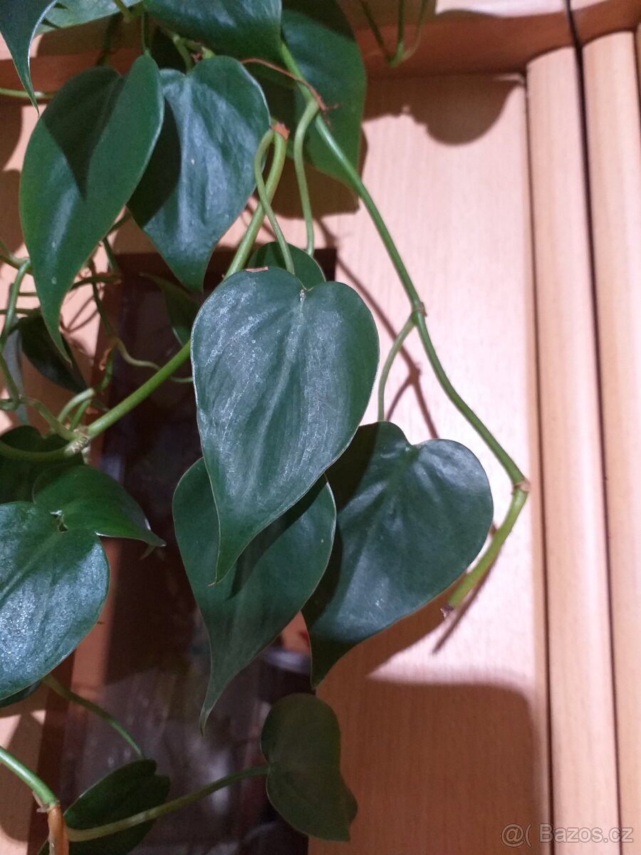 Philodendron Hederaceum