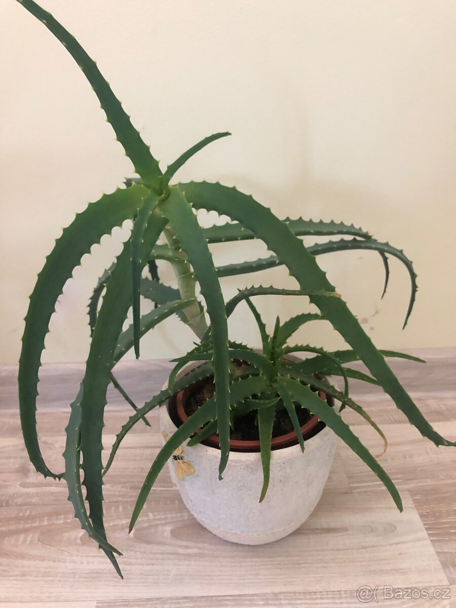 Aloe Vera 2 - pokojová rostlina