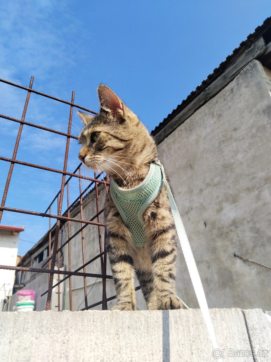 Kočička