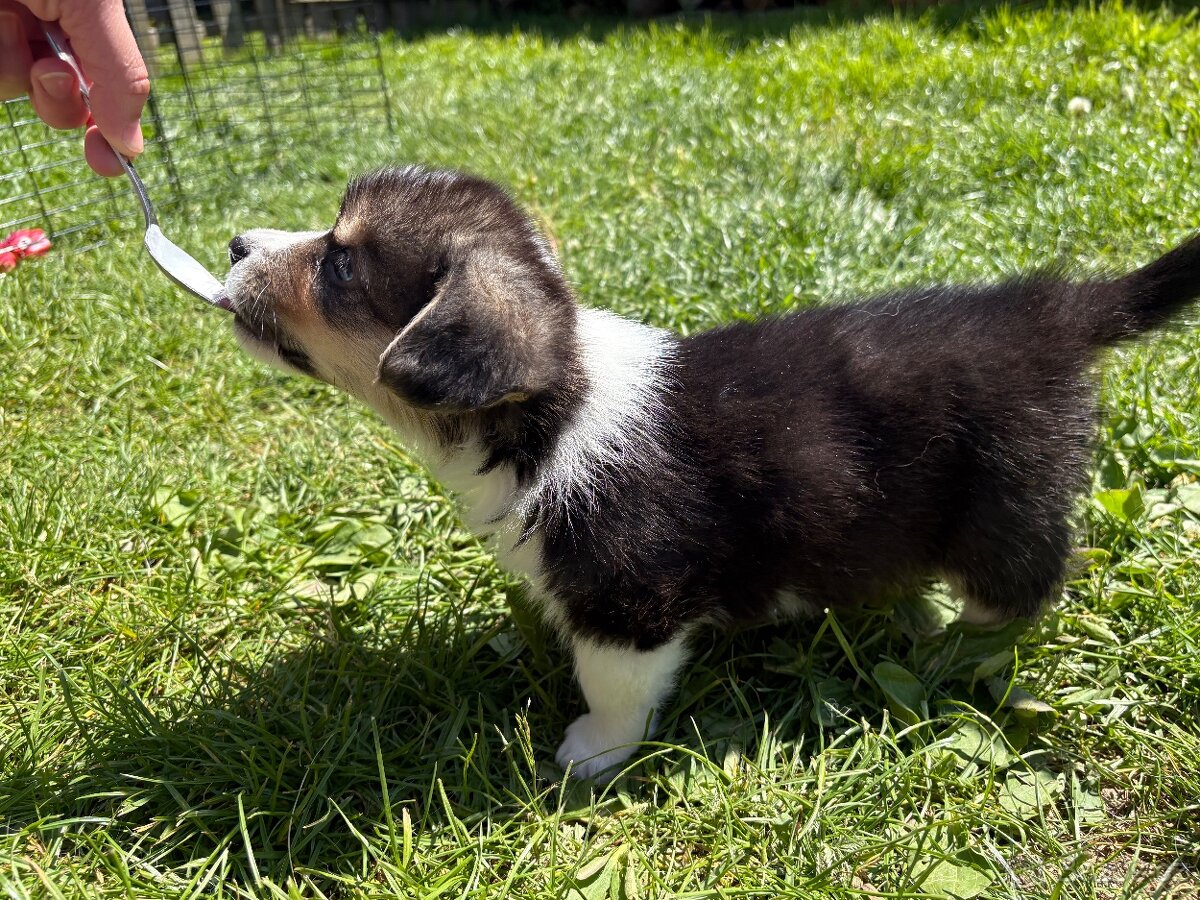 Welsh Corgi Pembroke