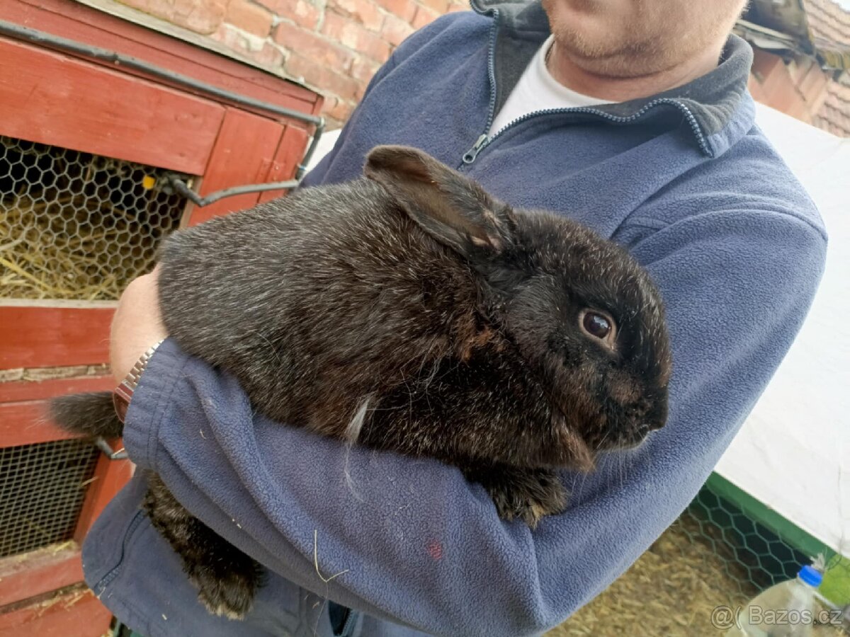 Králík, králíci