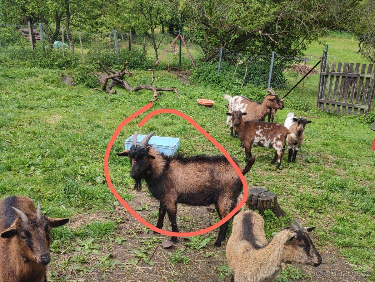 Prodej kozliků