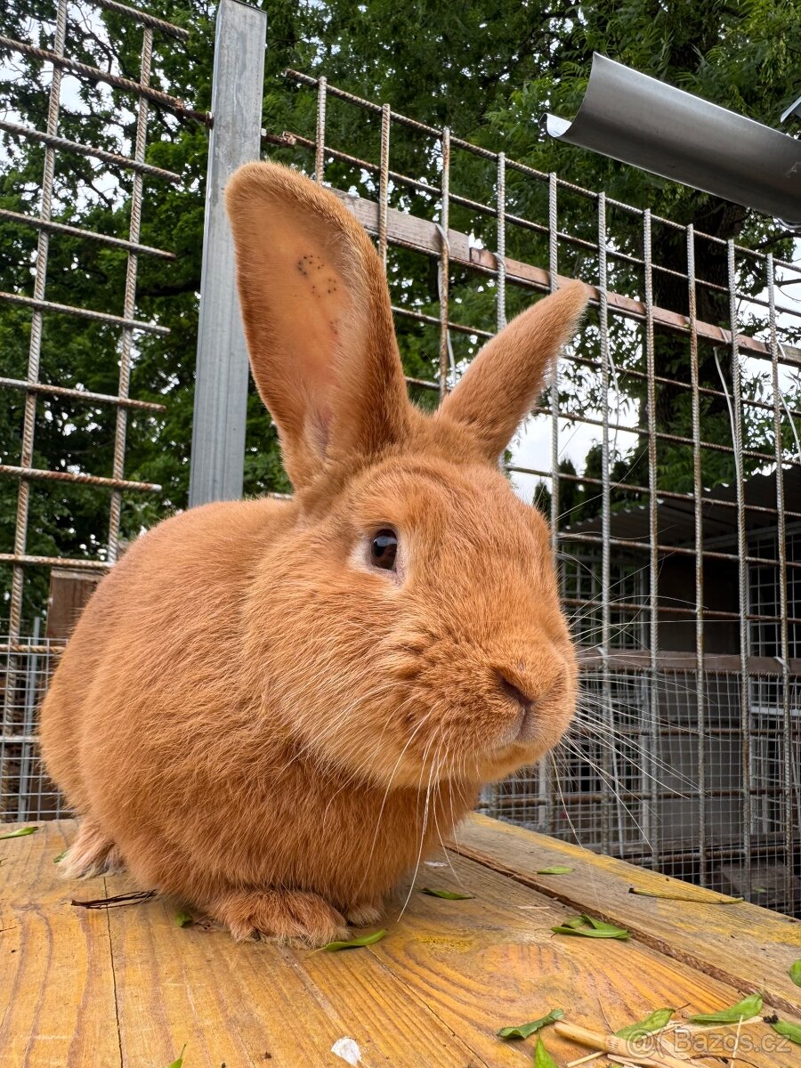 Burgundský králík