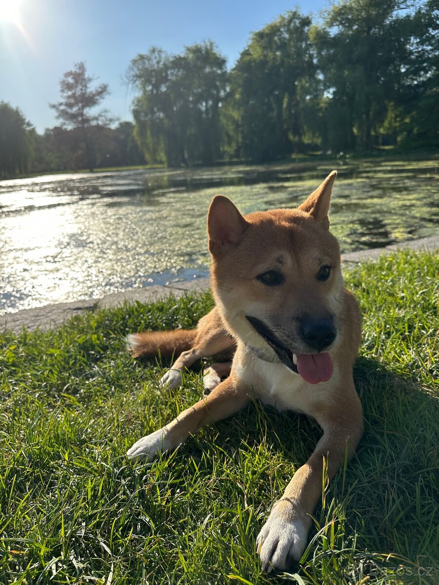Shiba Inu