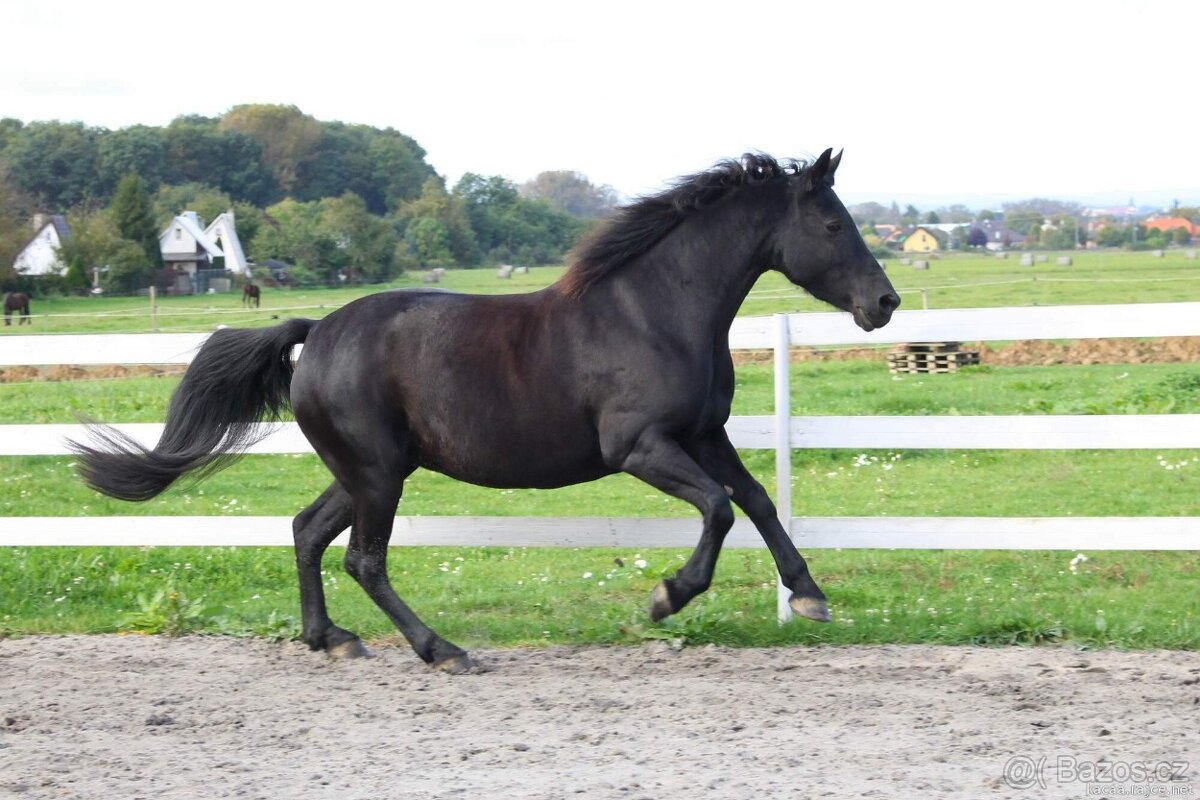 Klisna barock pinto