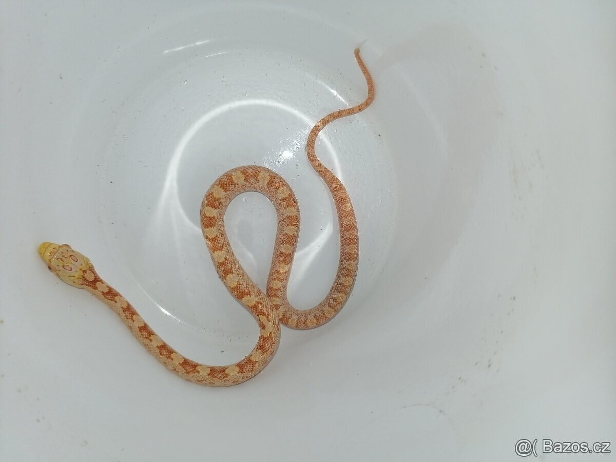 Užovka černá - Albino