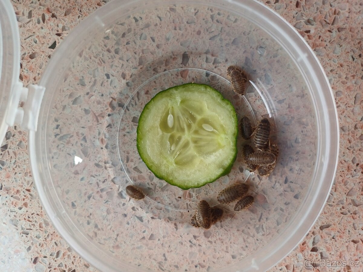 Šváb argentinský - mláďata