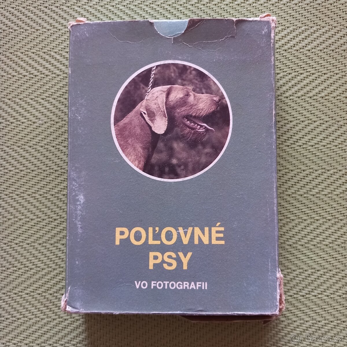 Lovecké psy ve fotografii