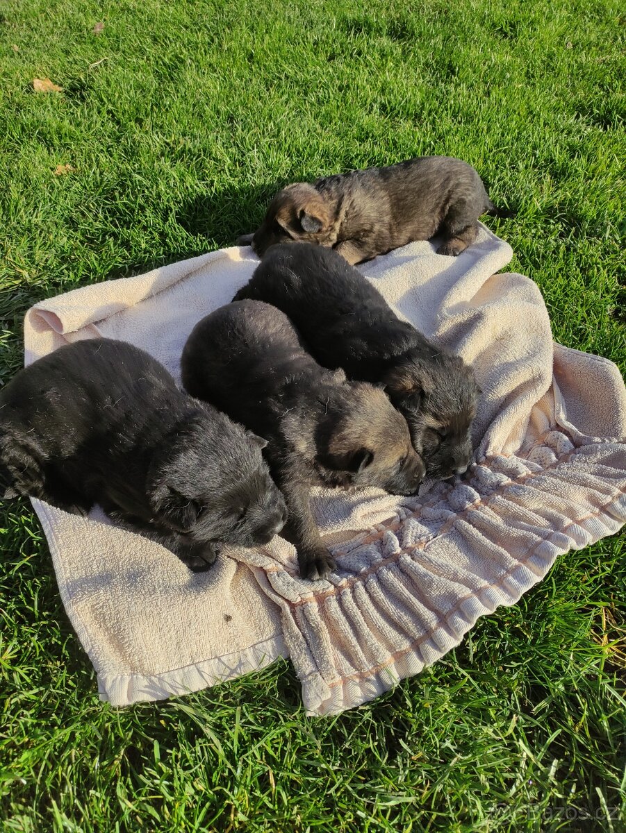 Německý ovčák štěňata