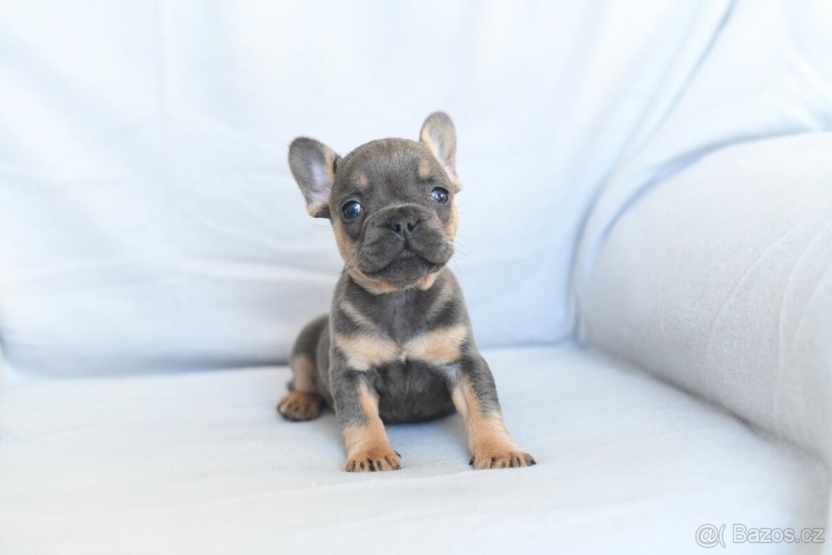 Francouzsky buldocek-ruzne barvy