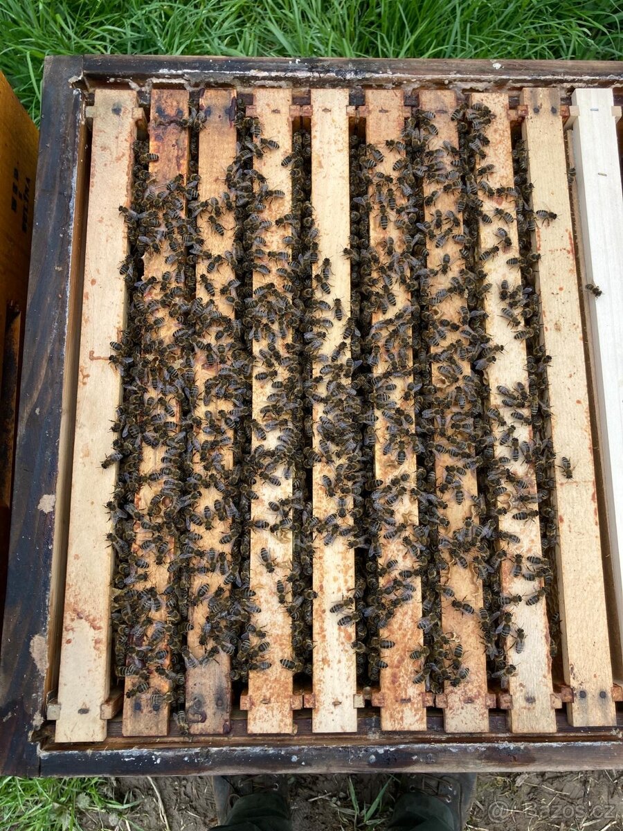 včelí oddělky