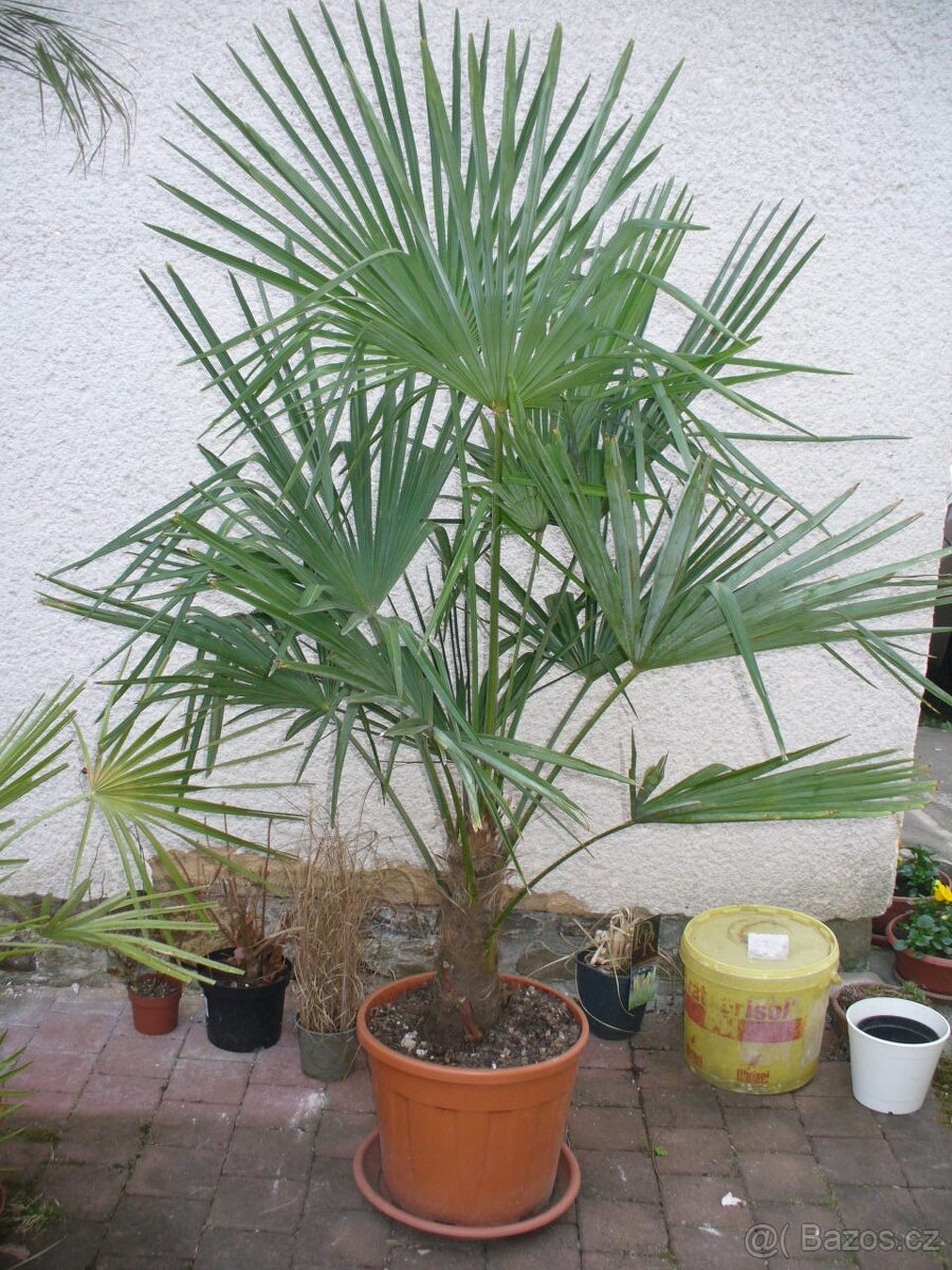Palma konopná 180cm