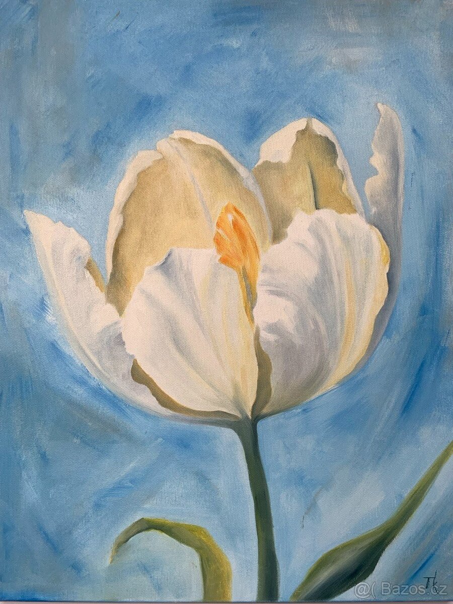 Obraz Bílý tulipán, olejomalba