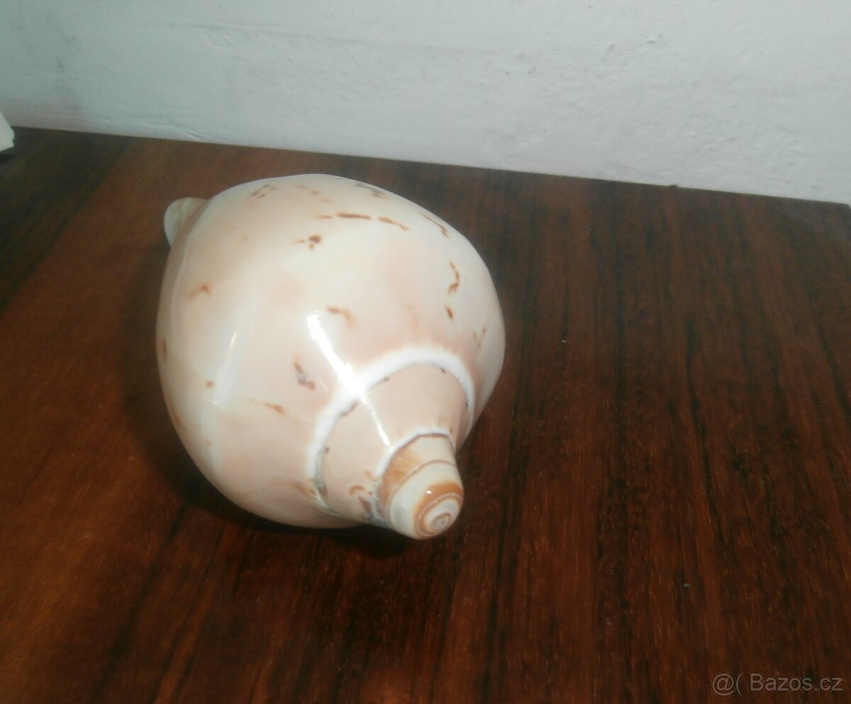MUŠLE