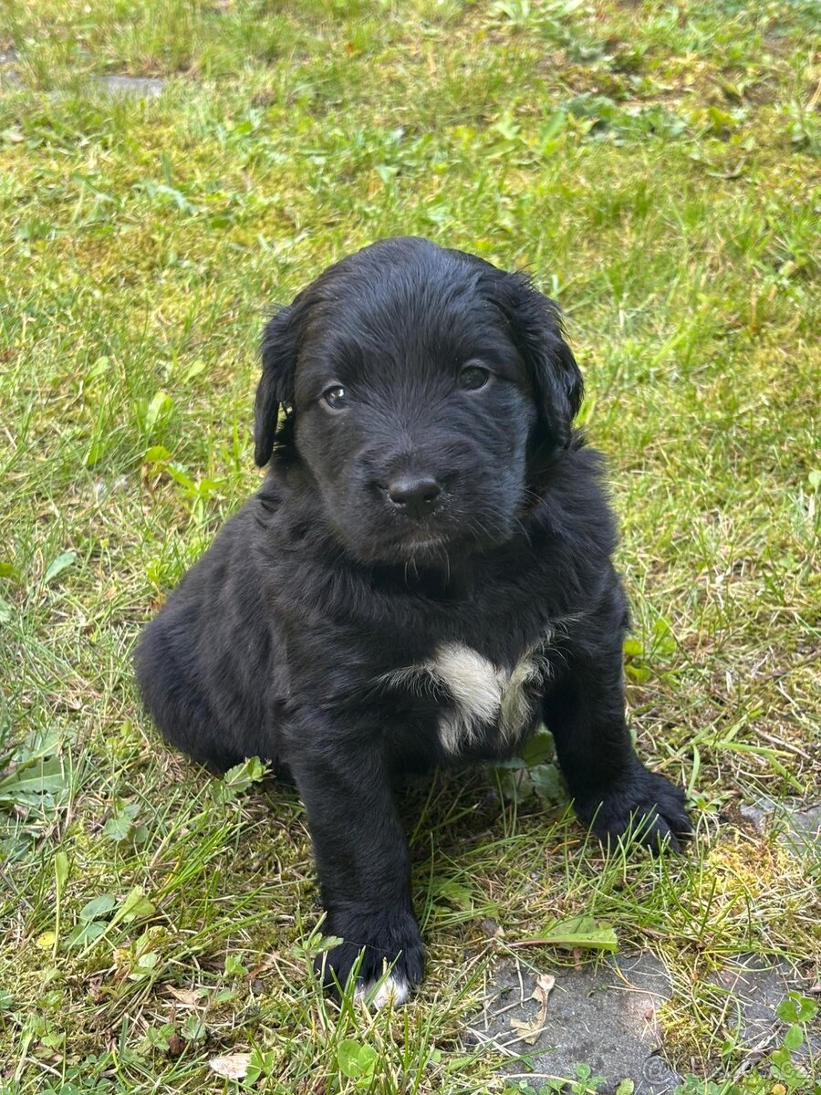 Bernský salašnický X labrador