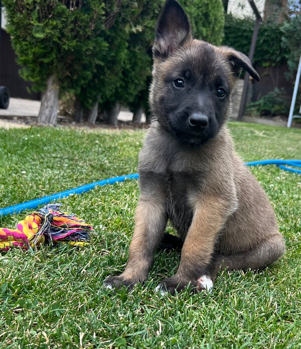 Belgický ovčák - Malinois s PP