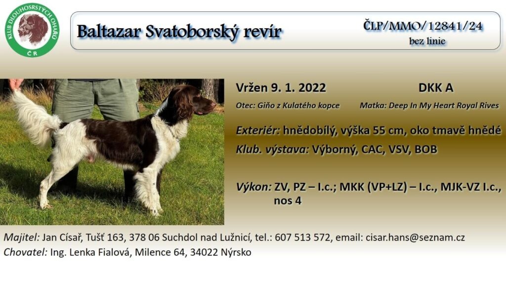 Malý münsterlandský ohař