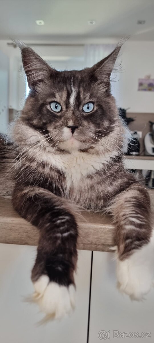 Mainský mývalí kocour modrooký ke krytí