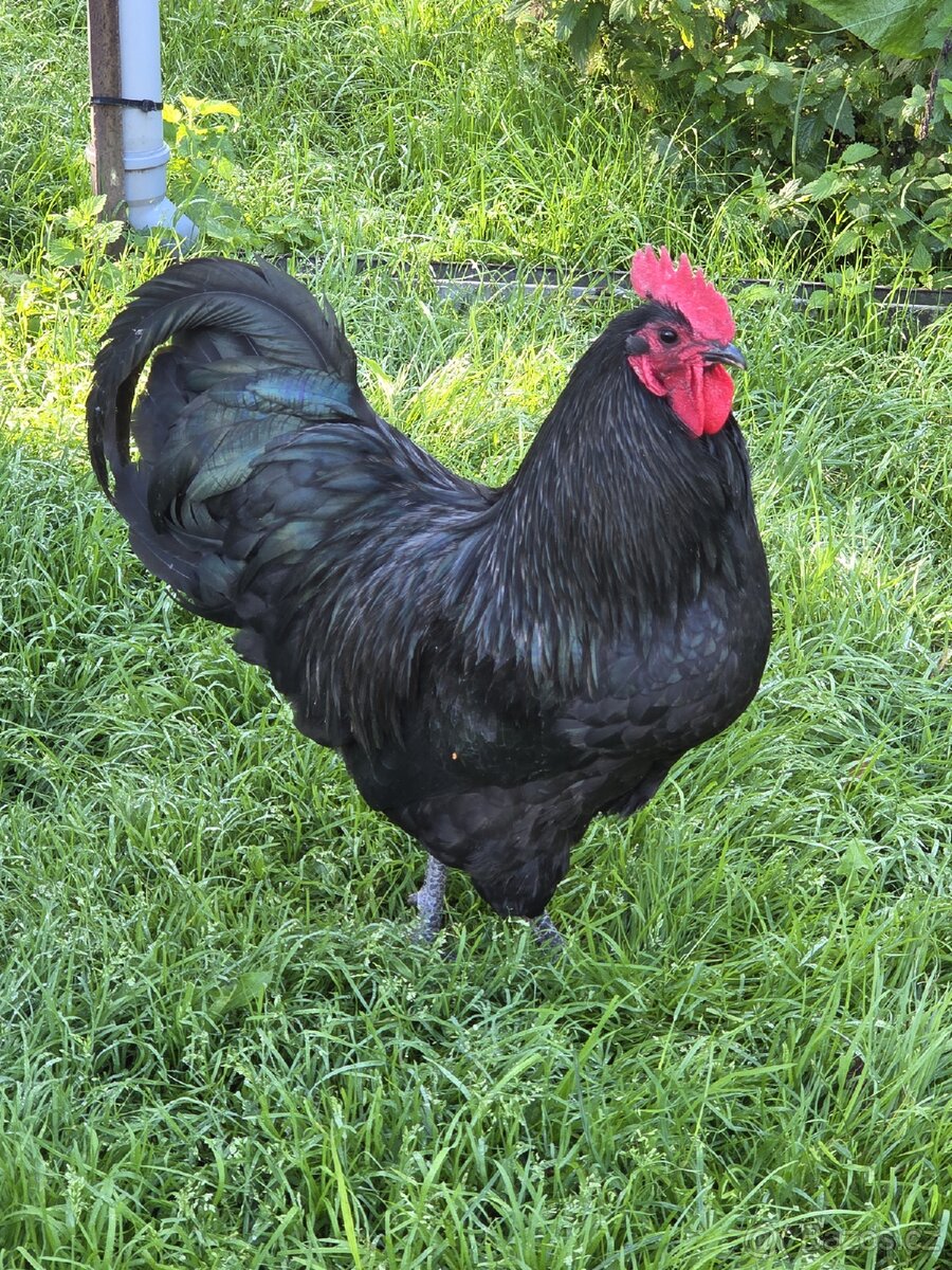 Kohouti