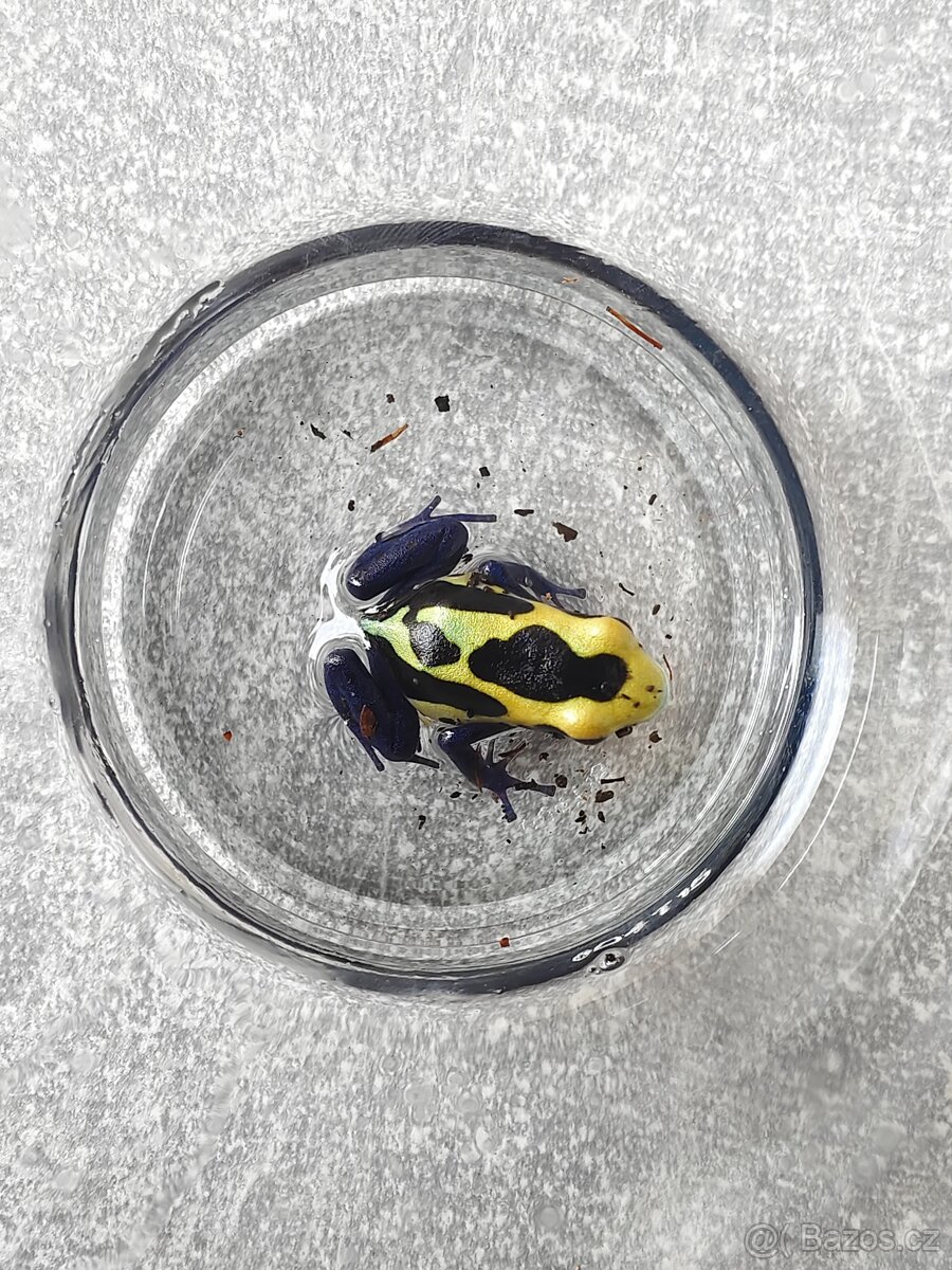 Dendrobates Tinctorius Nominant