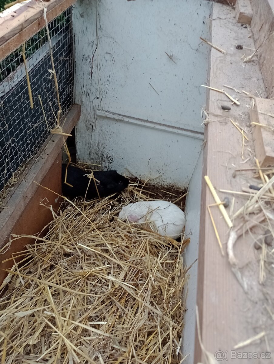 Morče cuy - samec výměna