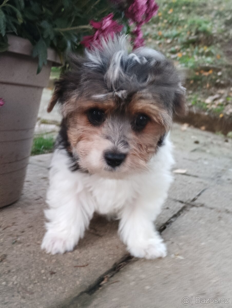 Yorkshire teriér Biro(Jorkšírský teriér Biro)