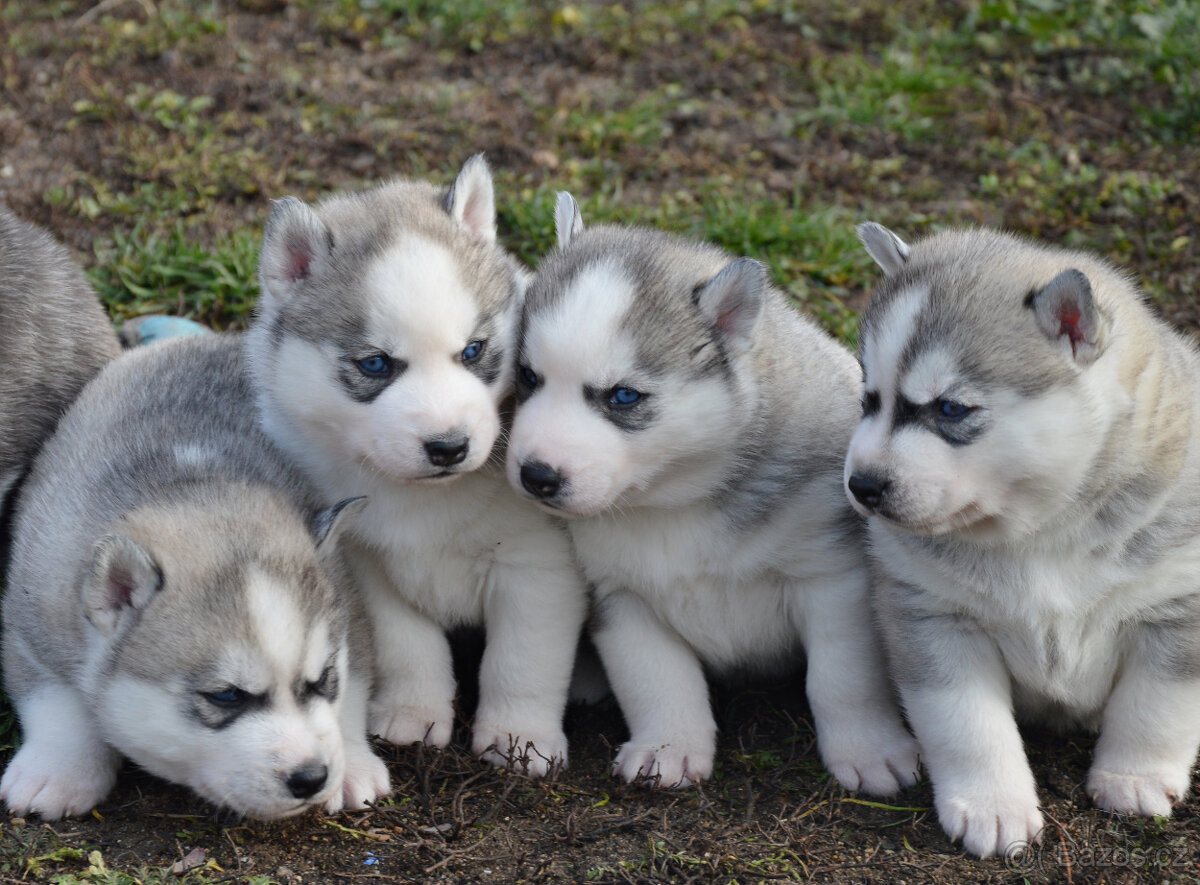 Sibiřský husky s PP