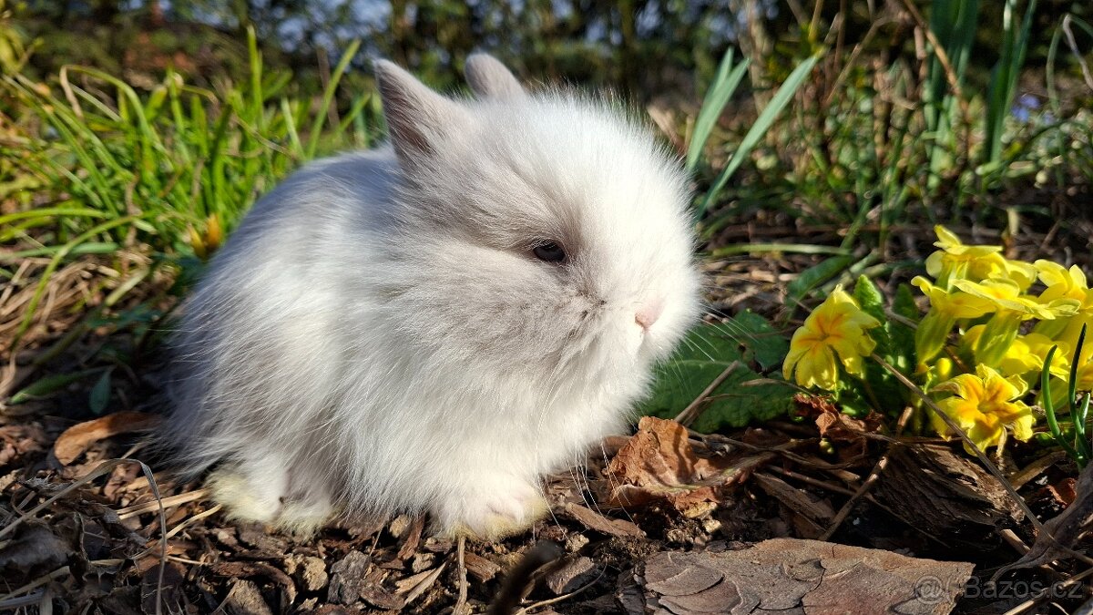 Zakrslý dlouhosrstý králík