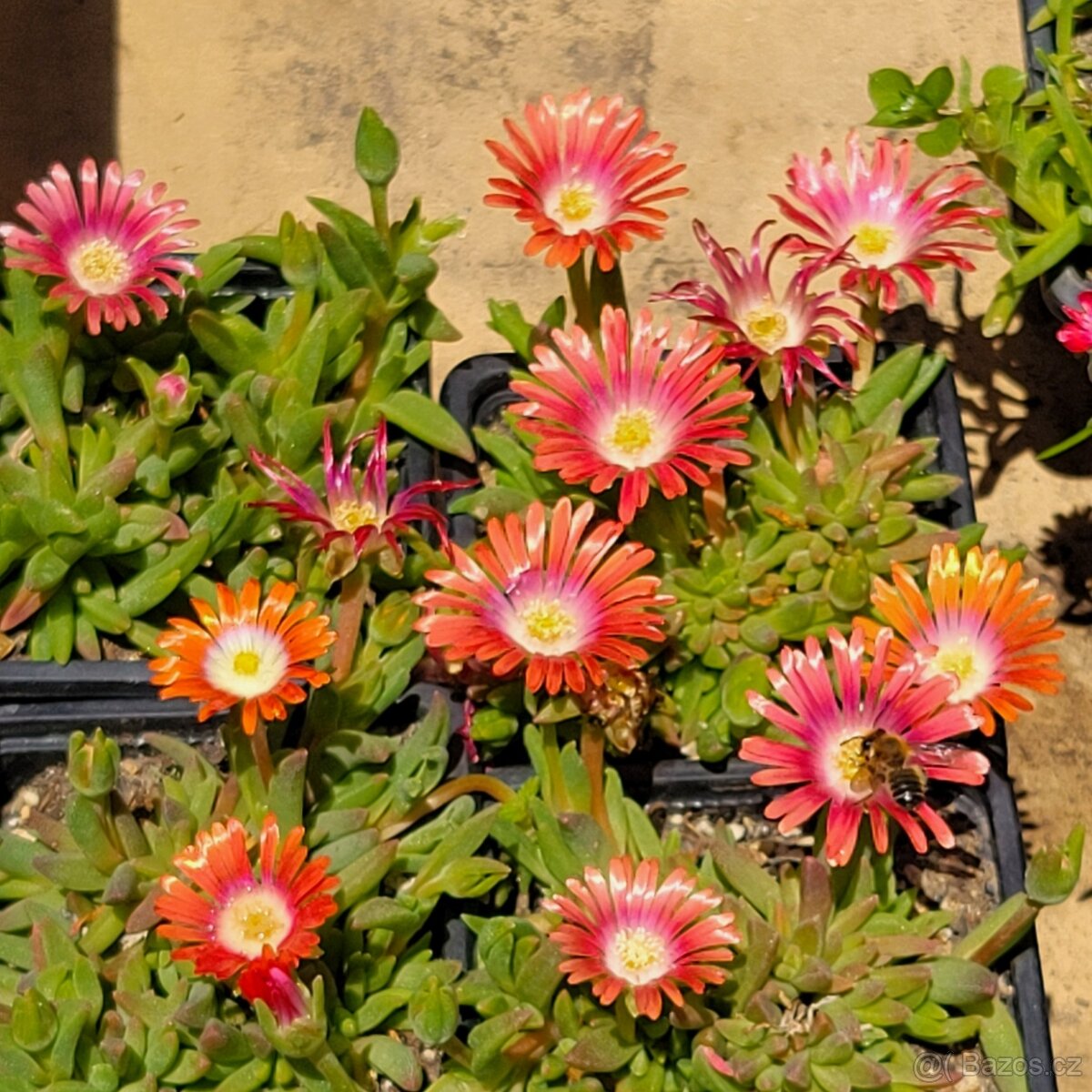 KOSMATEC Delosperma Cooperii Jewel of Desert RUBY 50 Kč