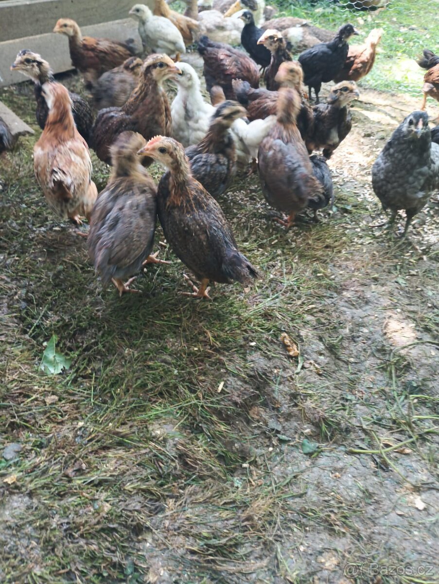 Kohouti