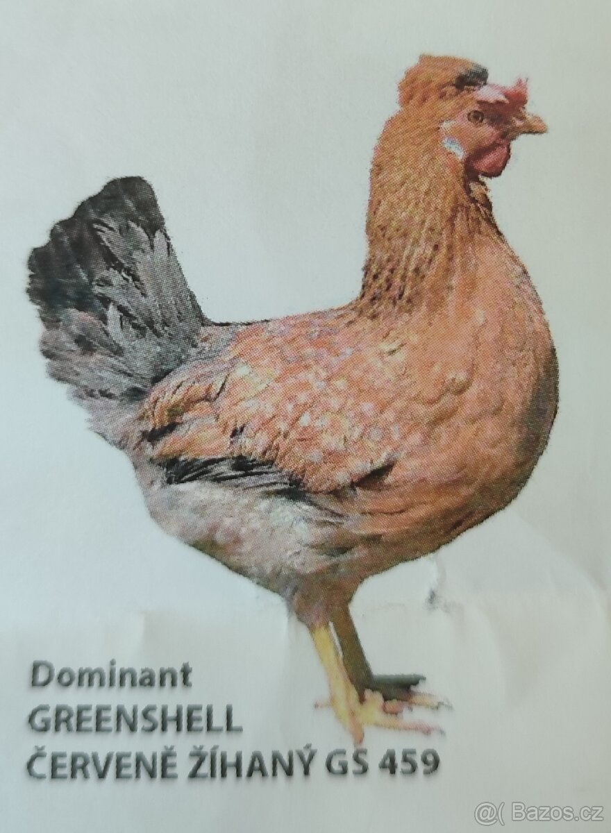 Kuřice Dominant.