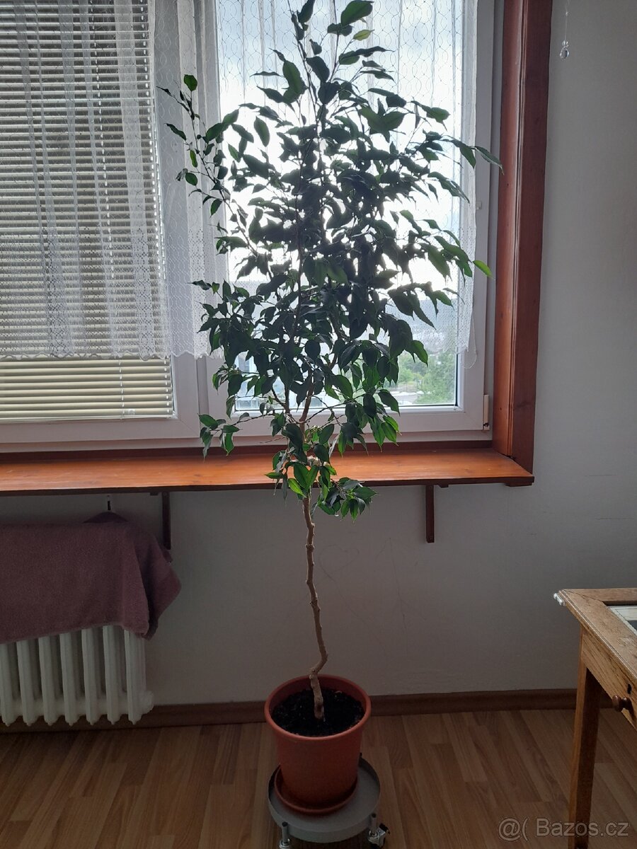 Ficus benjamin