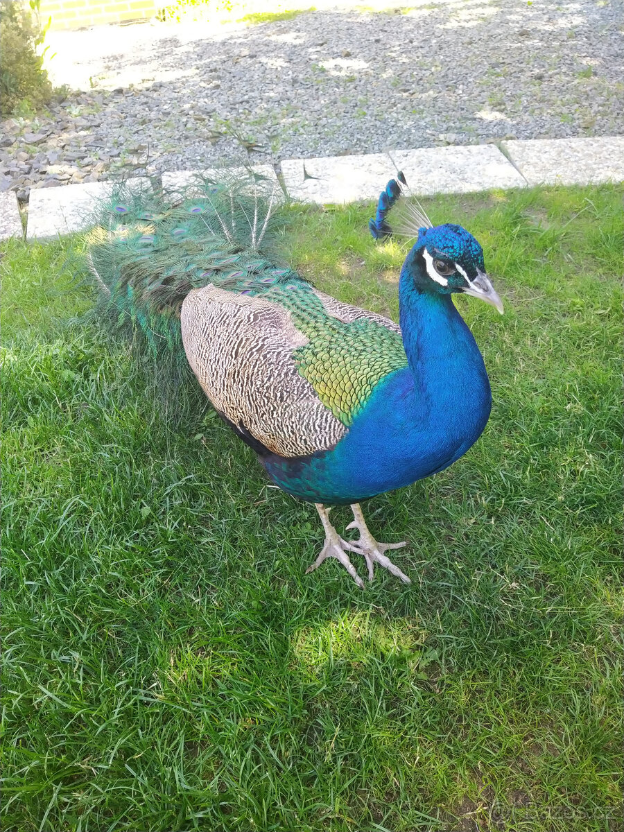 Páv korunkatý a pávice - oba 4 roky