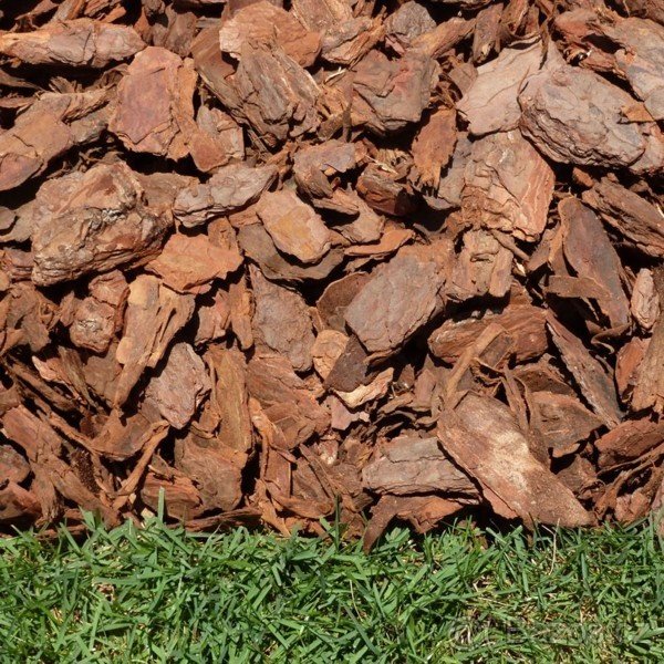 Piniová Kůra ( Pine Bark )