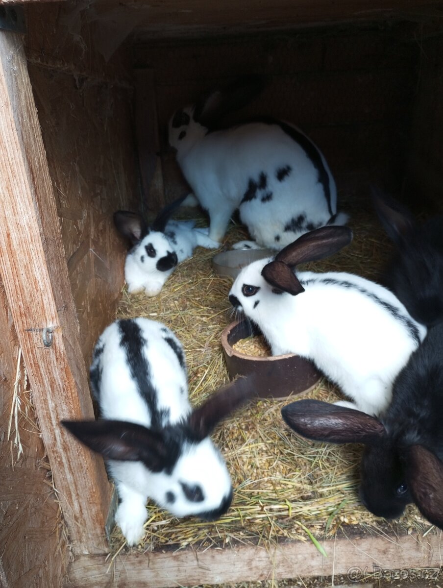Samice i samci německý obrovitý strakáč a kříženci obrů