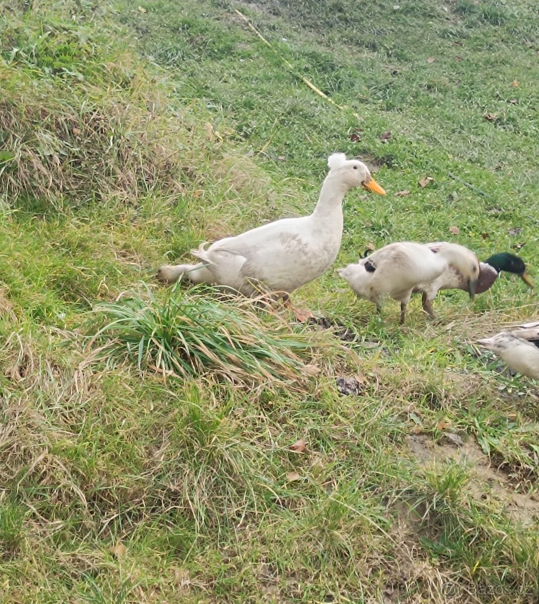 Kachna Selská Chocholatá
