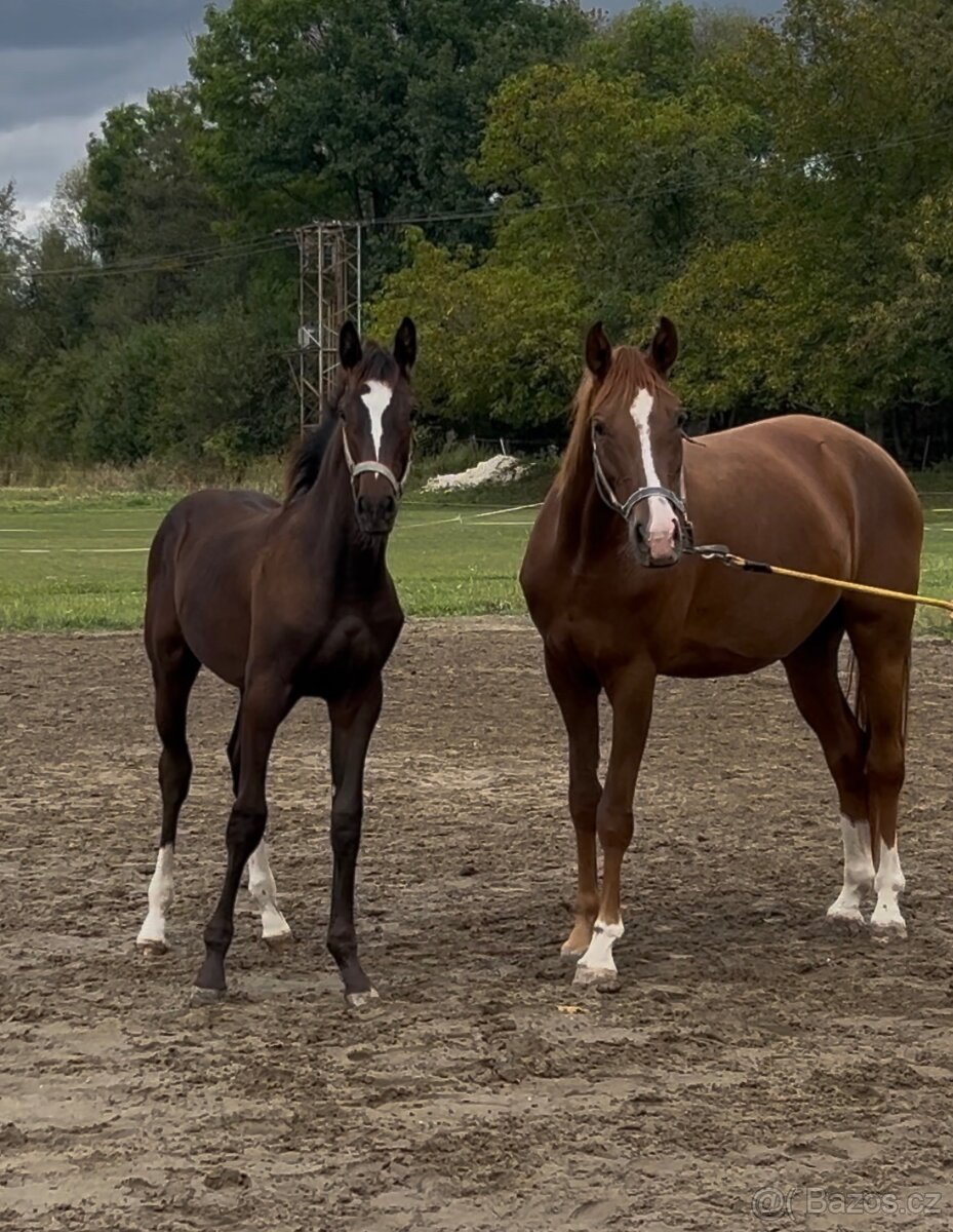 Letošní hřebeček po Christ